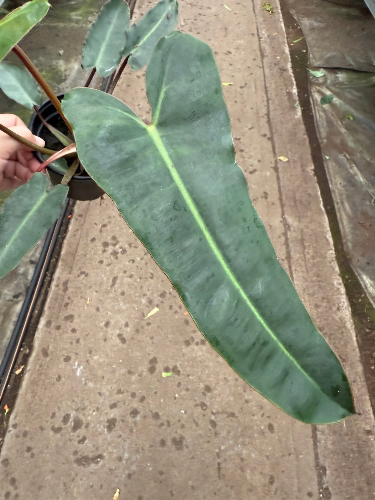 Philodendron Billietiae ‘Black’