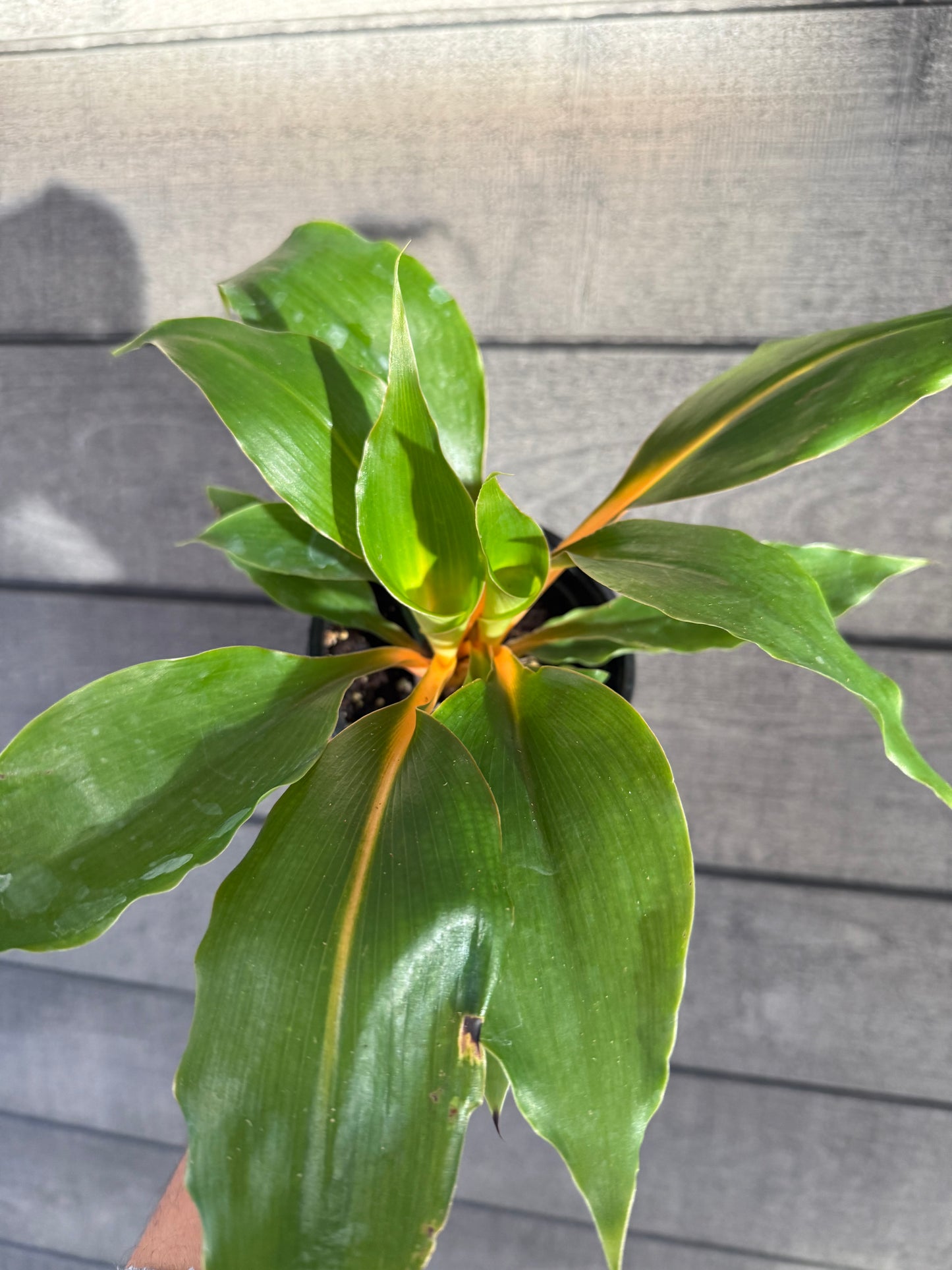 Chlorophytum Mandarin