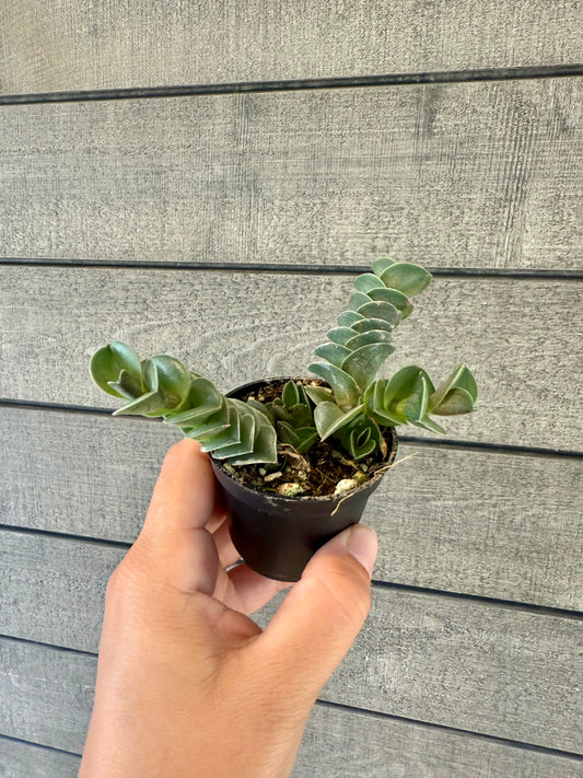 Callisia Navicularis