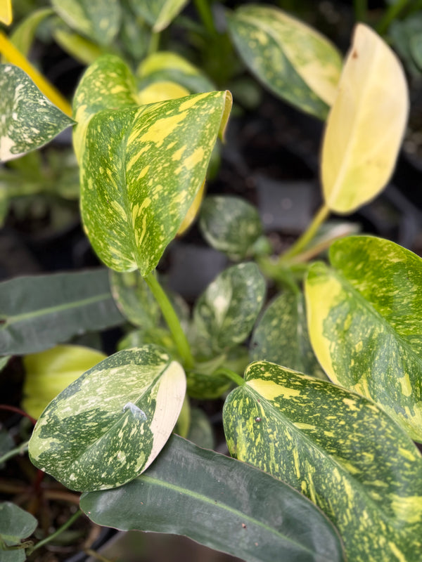 Philodendron ‘Congo Nuclear Variegata’