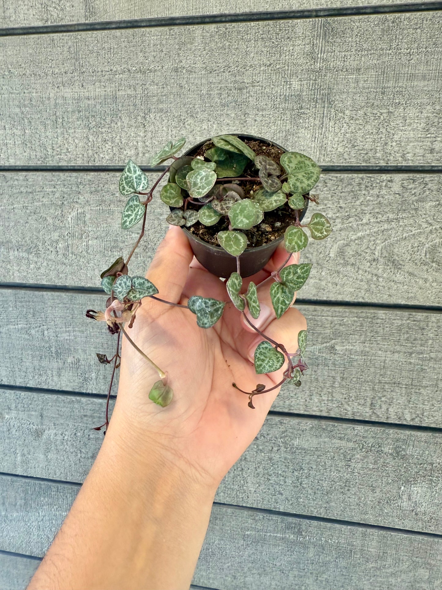 Ceropegia woodii – String of Hearts
