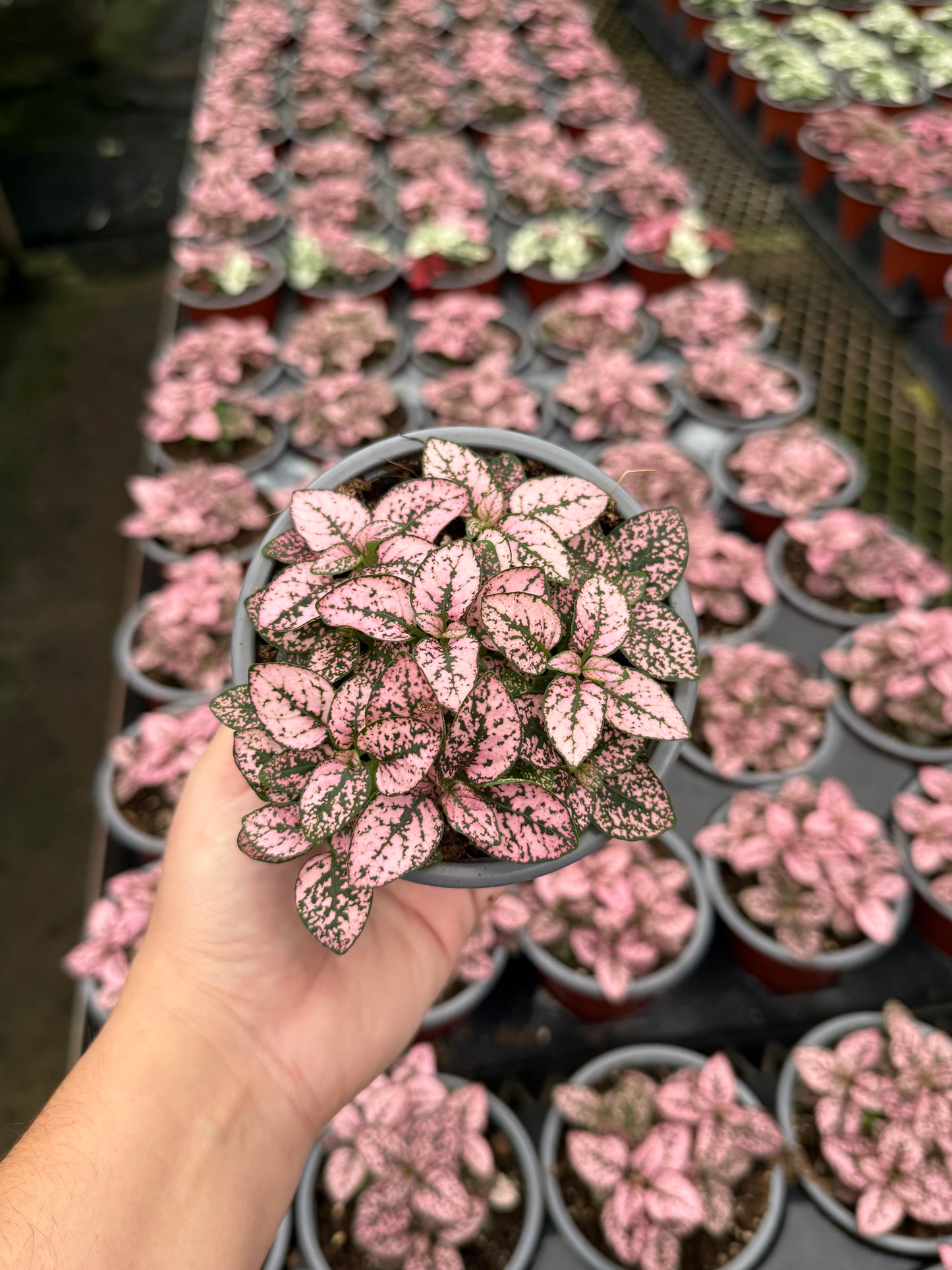 Hypoestes