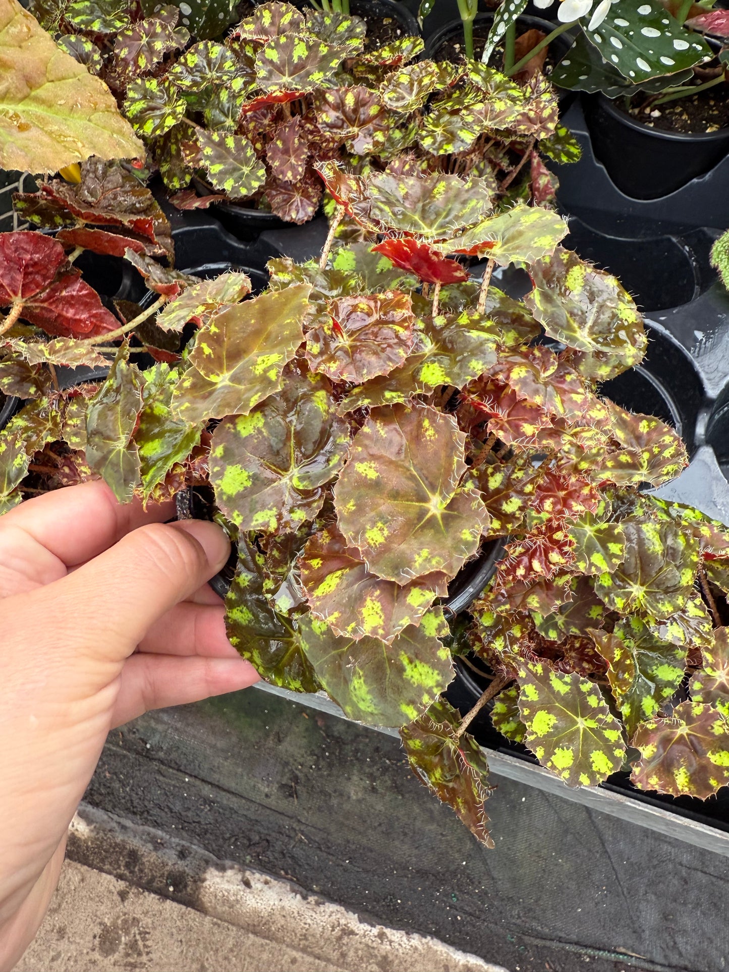 Begonia Rex