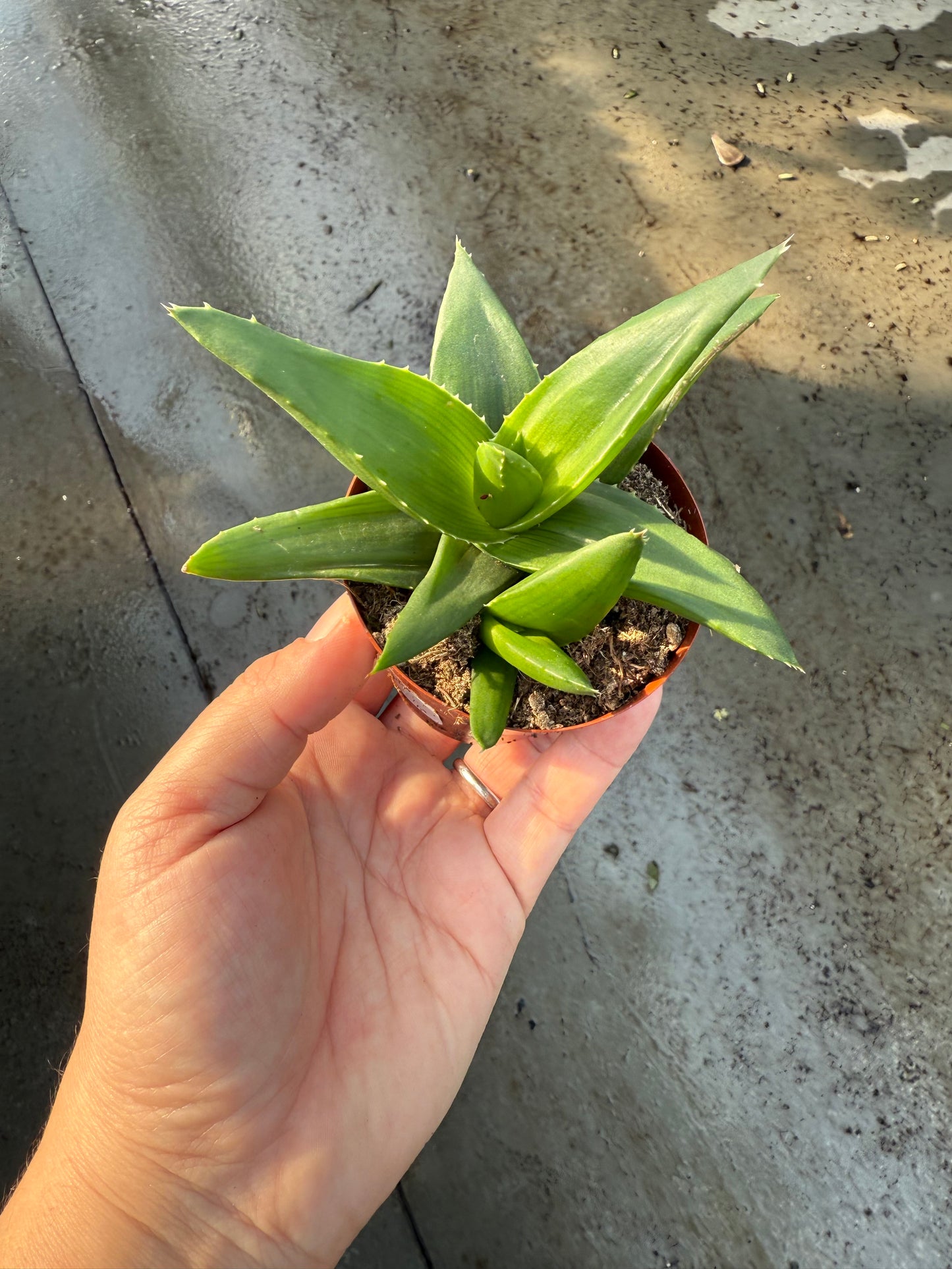 Haworthia ‘West Jogo’