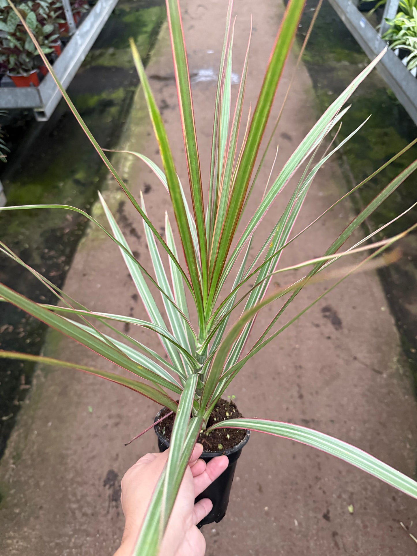 Dracaena marginata ‘Bicolor’