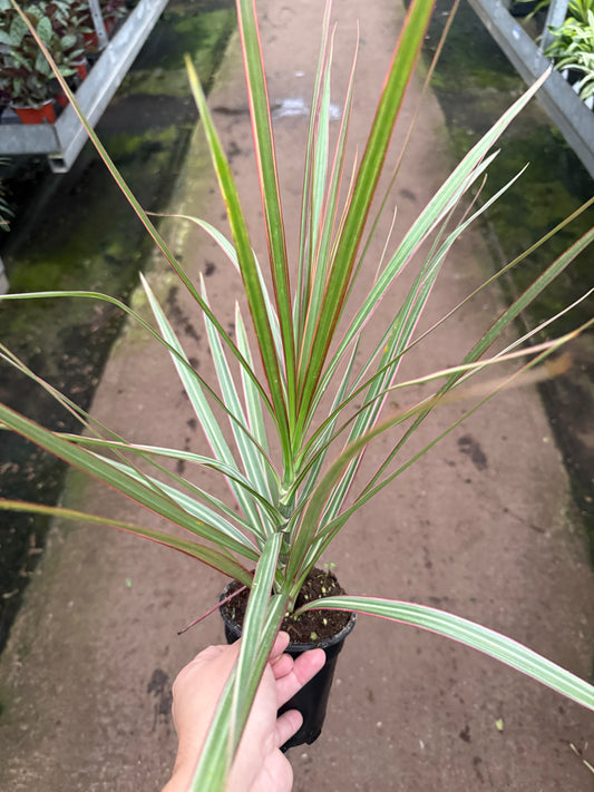 Dracaena marginata ‘Bicolor’