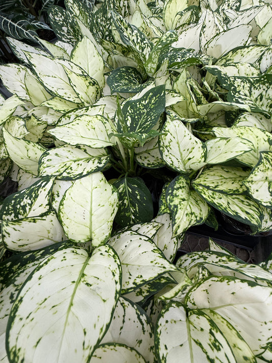 Aglaonema ‘Beauty White’