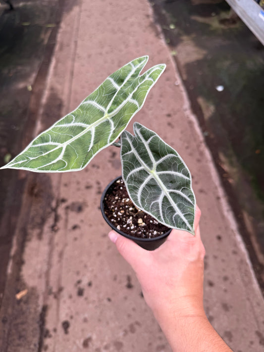 Alocasia ‘Watsoniana Big Type’