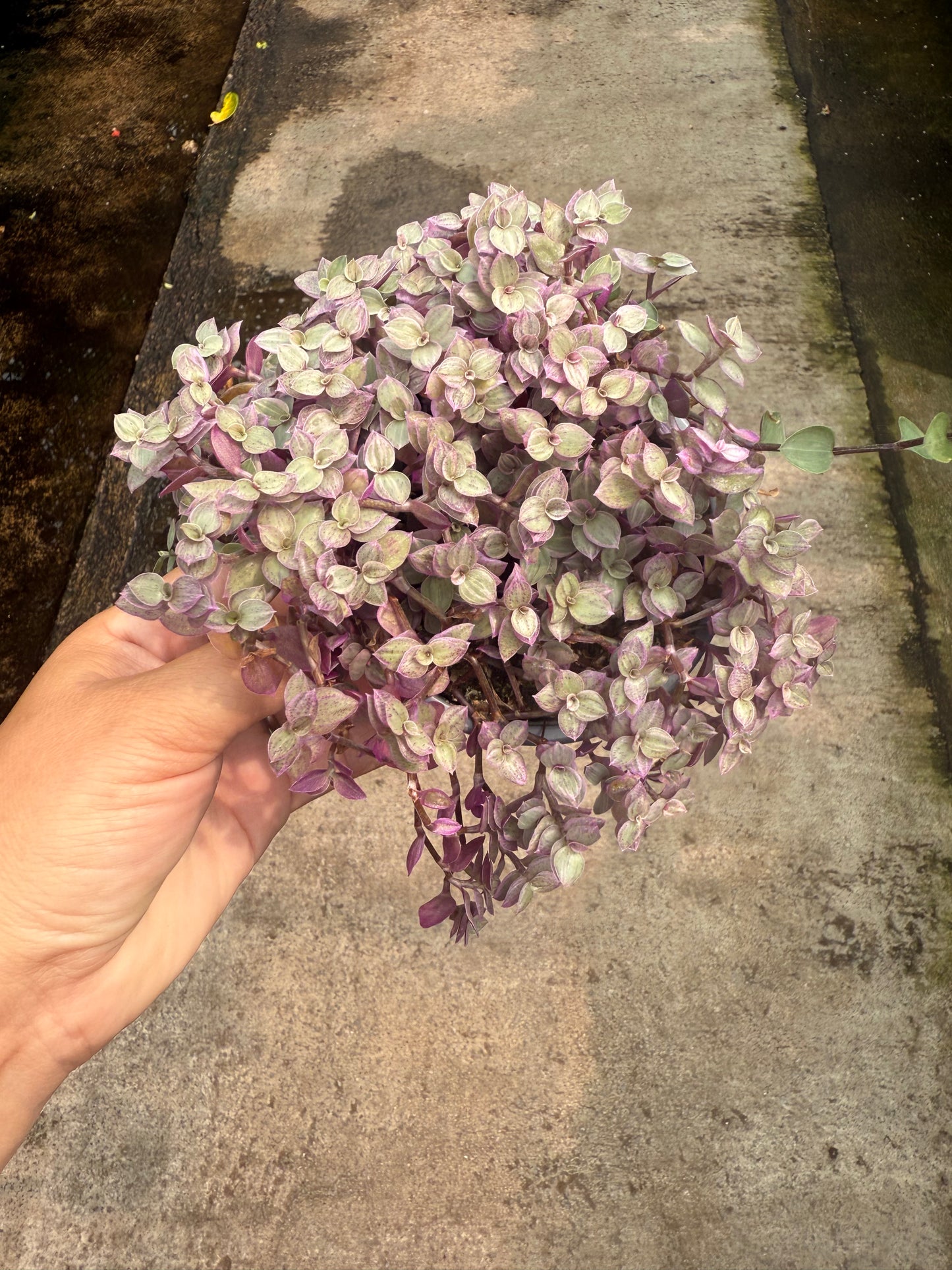 Callisia repens ‘Pink Lady’
