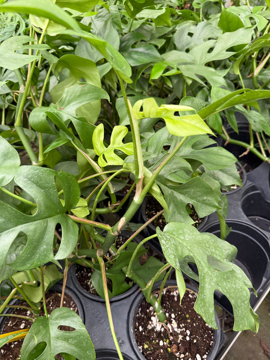 Rhaphidophora tetrasperma ‘Ginny’