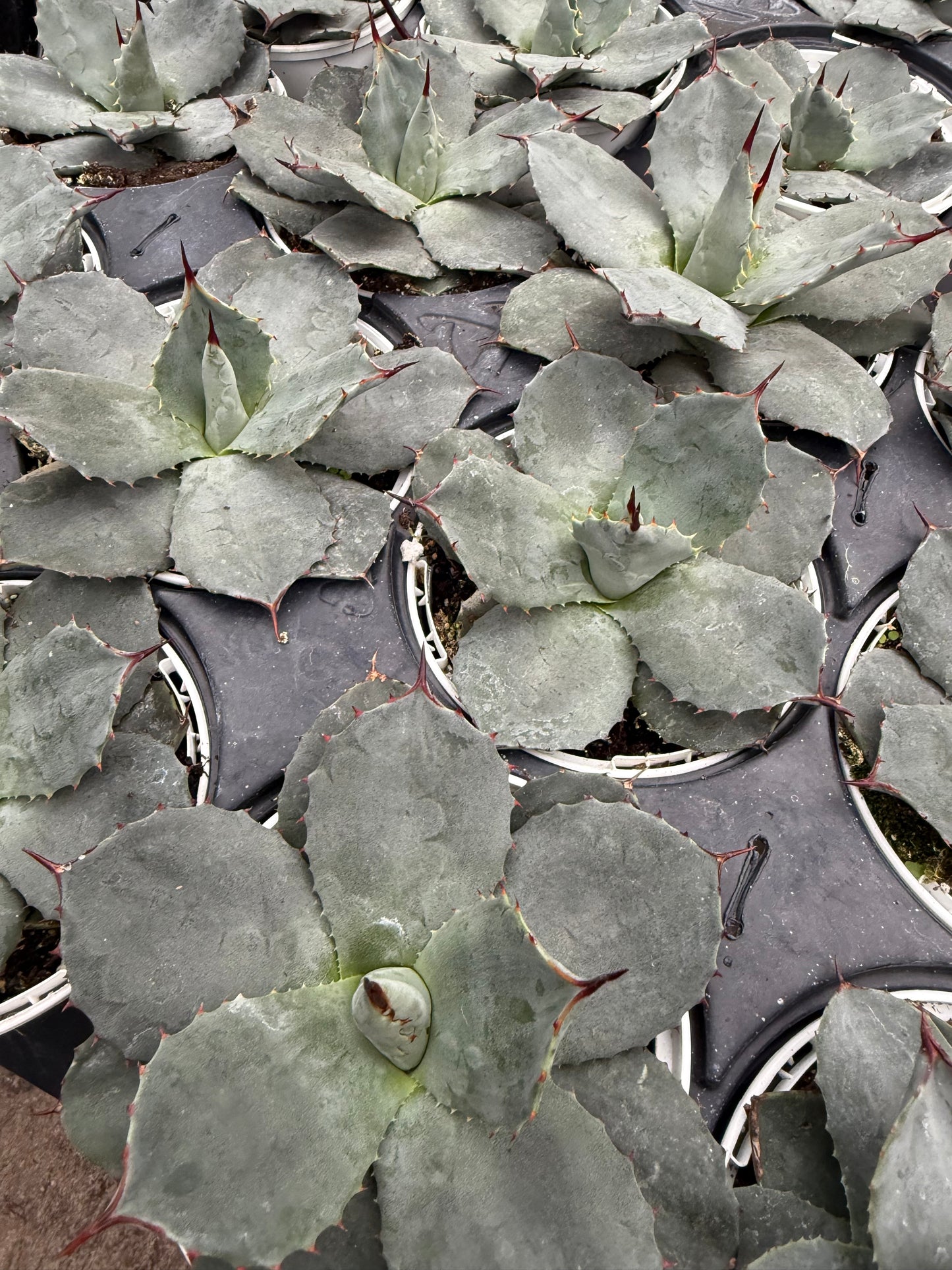 Agave ‘parryi bleu’