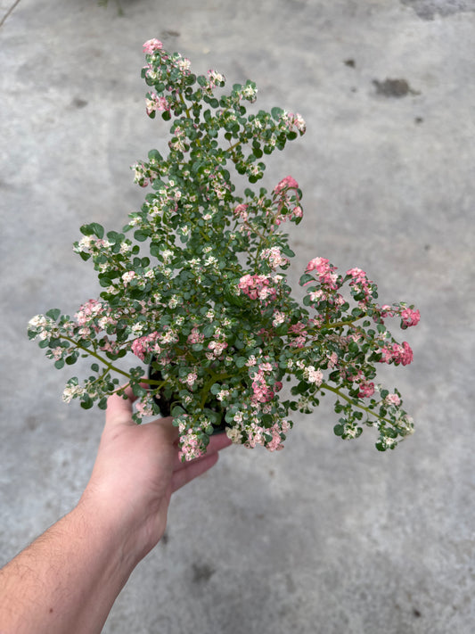 Pilea microphylla ‘Pink Splash’