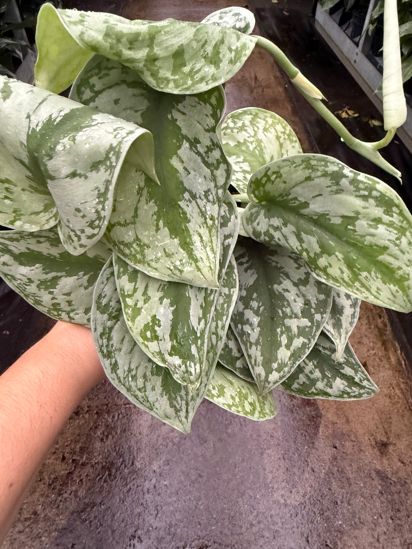 Scindapsus ‘Exotica’