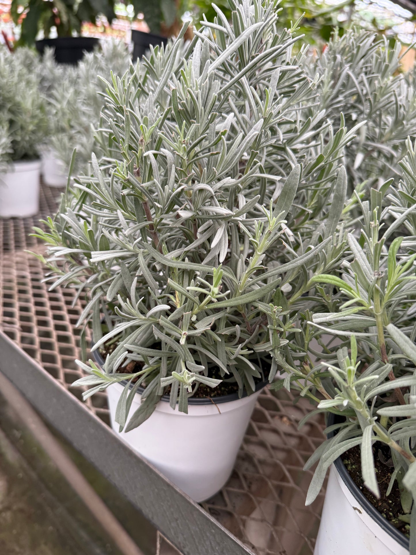 Lavender Tree