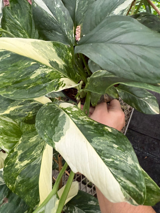 Monstera lechleriana Variegata