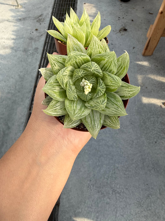 Haworthia Cooperi Variegata