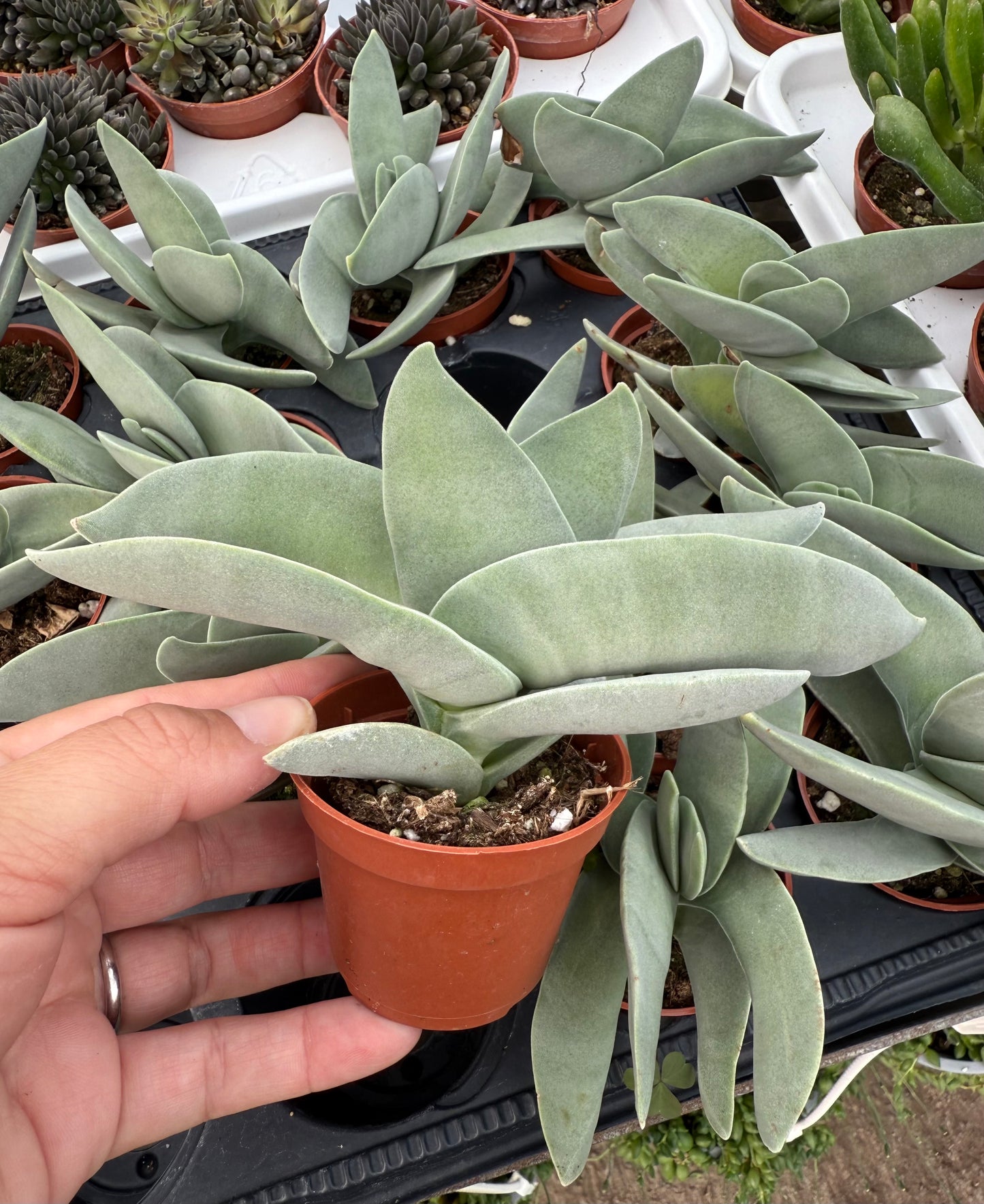 Aloe falcata