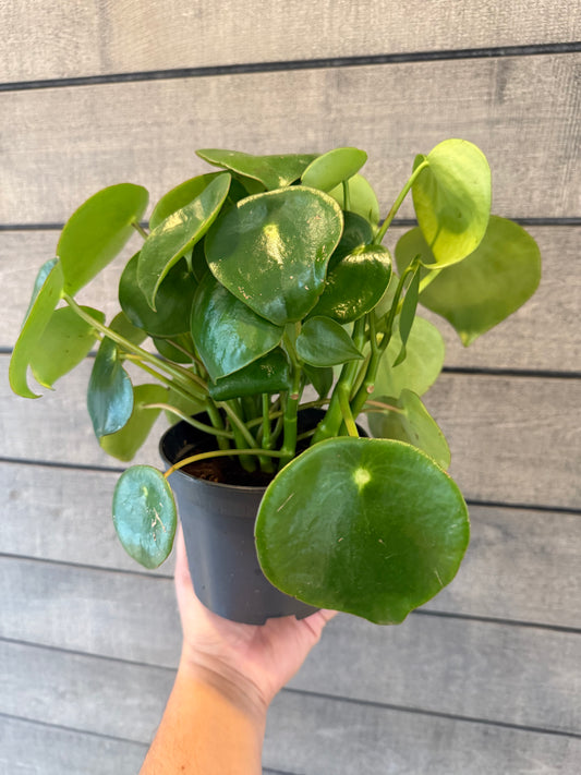 Peperomia polybotrya – "Raindrop Peperomia"