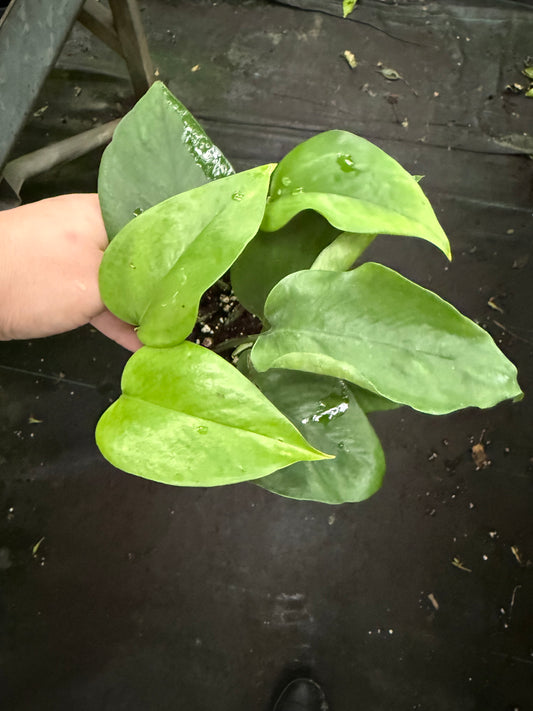 Pothos ‘Jade Select’