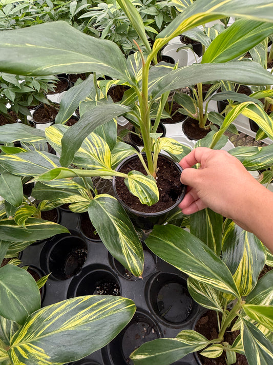 Alpinia – Variegated ‘Ginger’