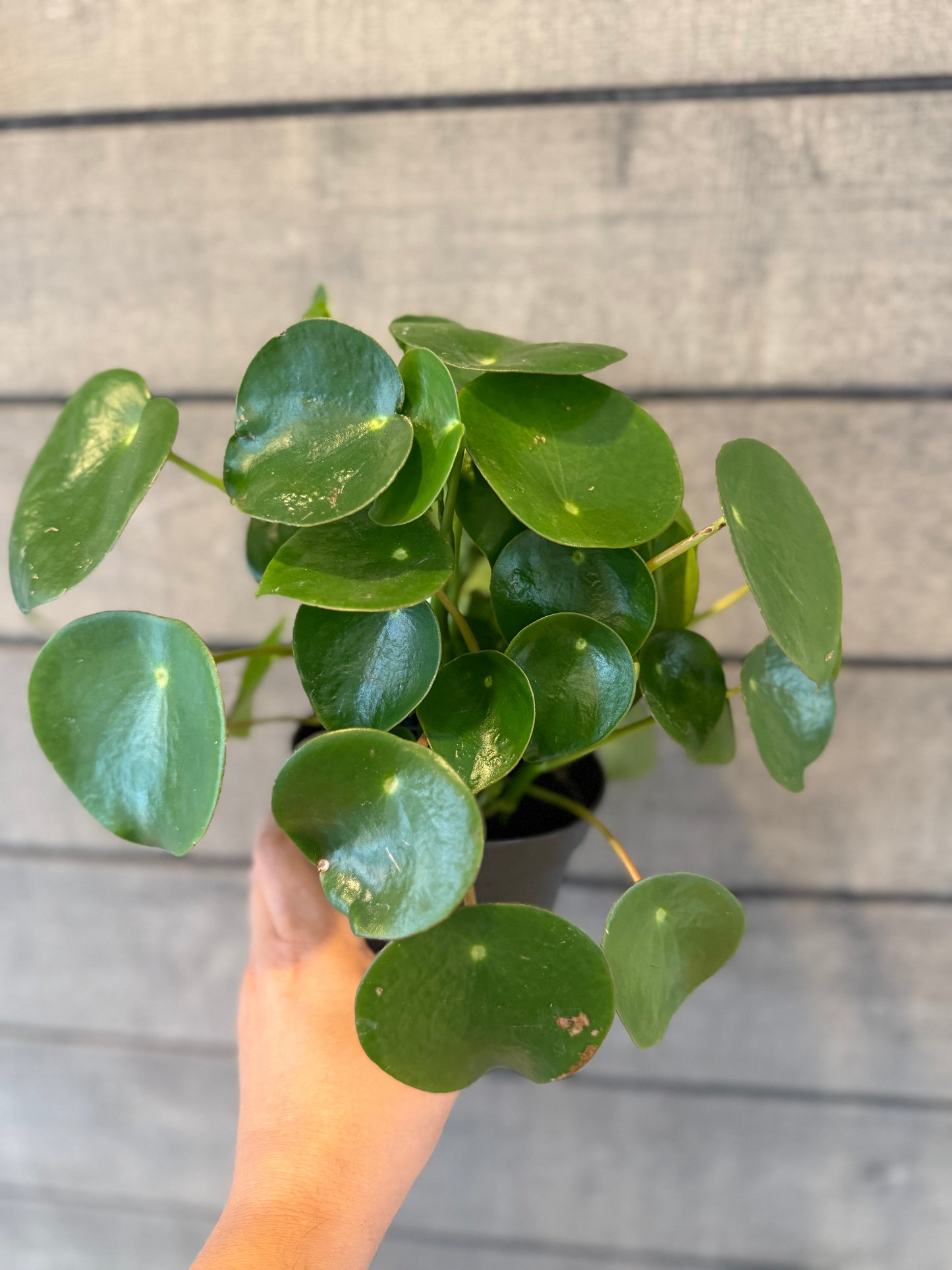 Peperomia polybotrya – "Raindrop Peperomia"