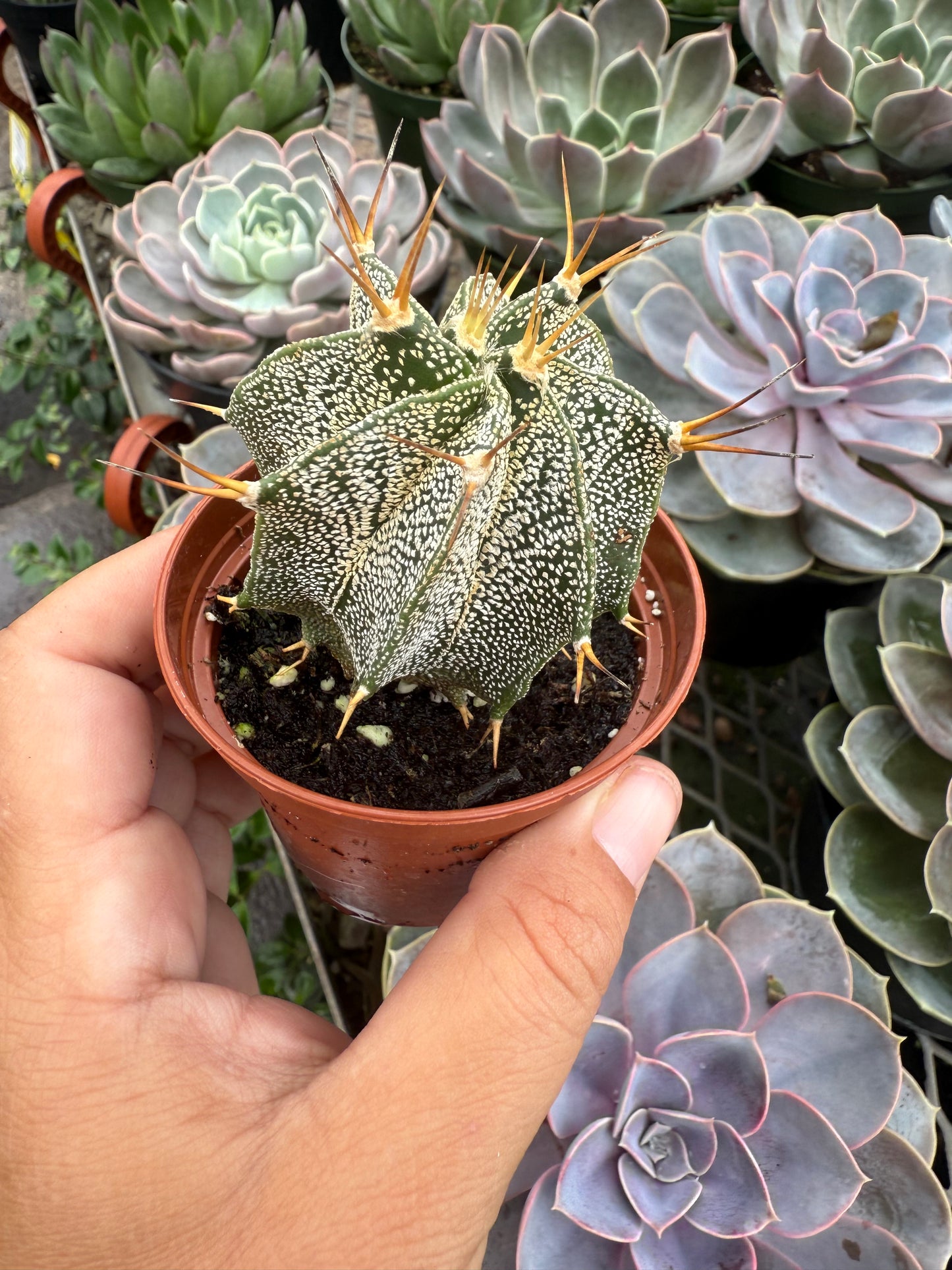 Astrophytum Ornatum