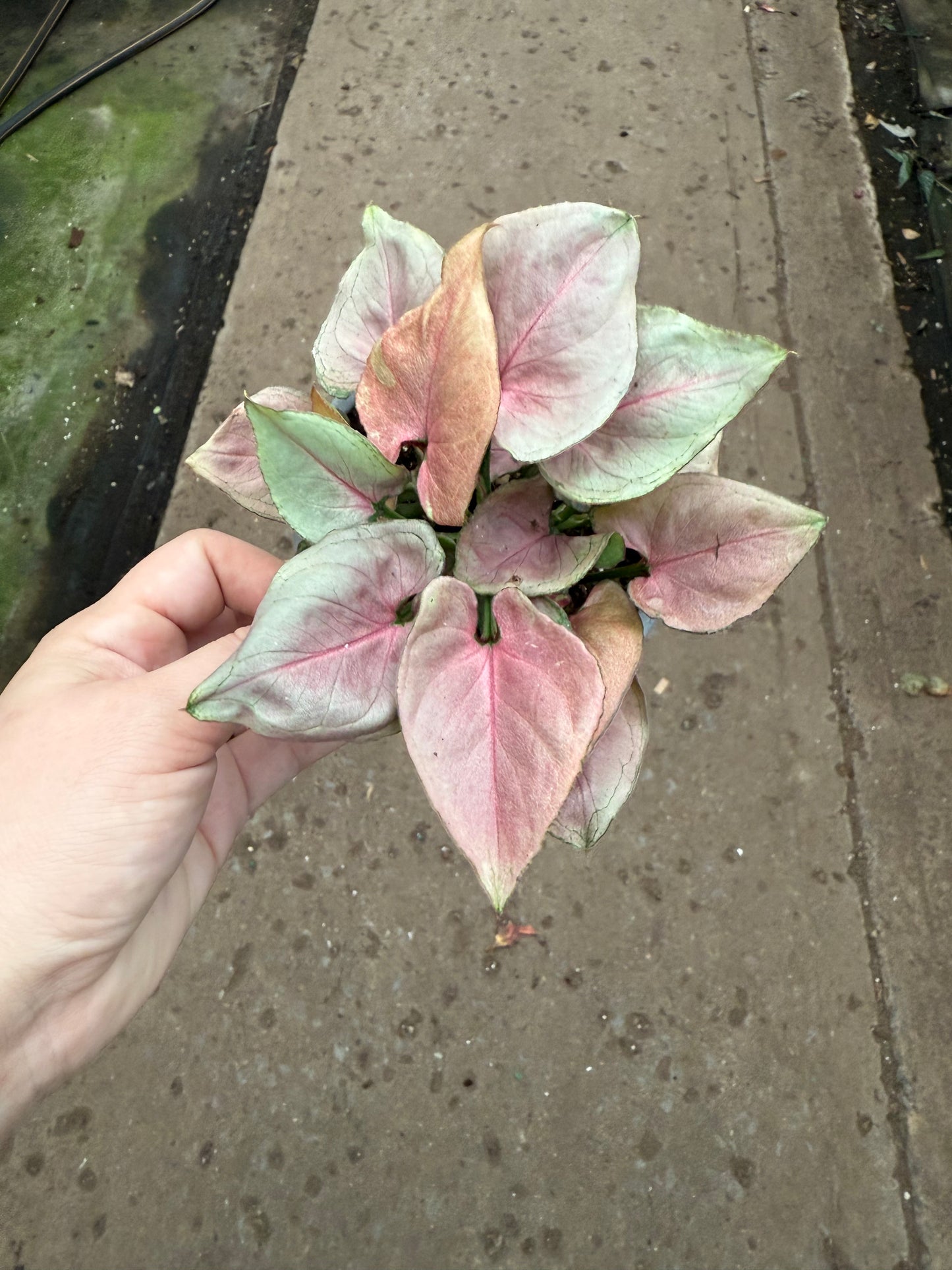 Syngonium 'Pink Perfection'