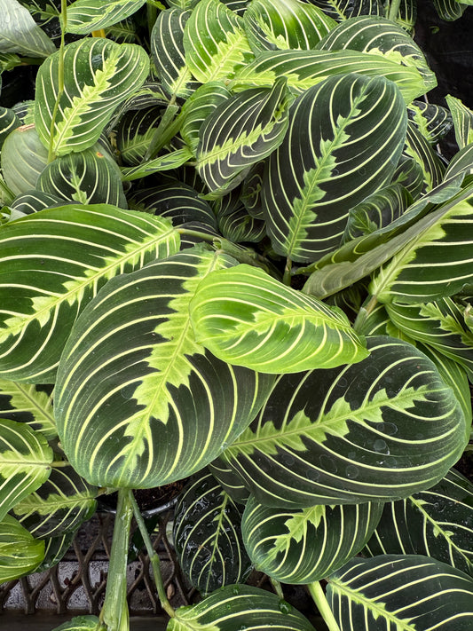 Maranta “Lemon Lime”