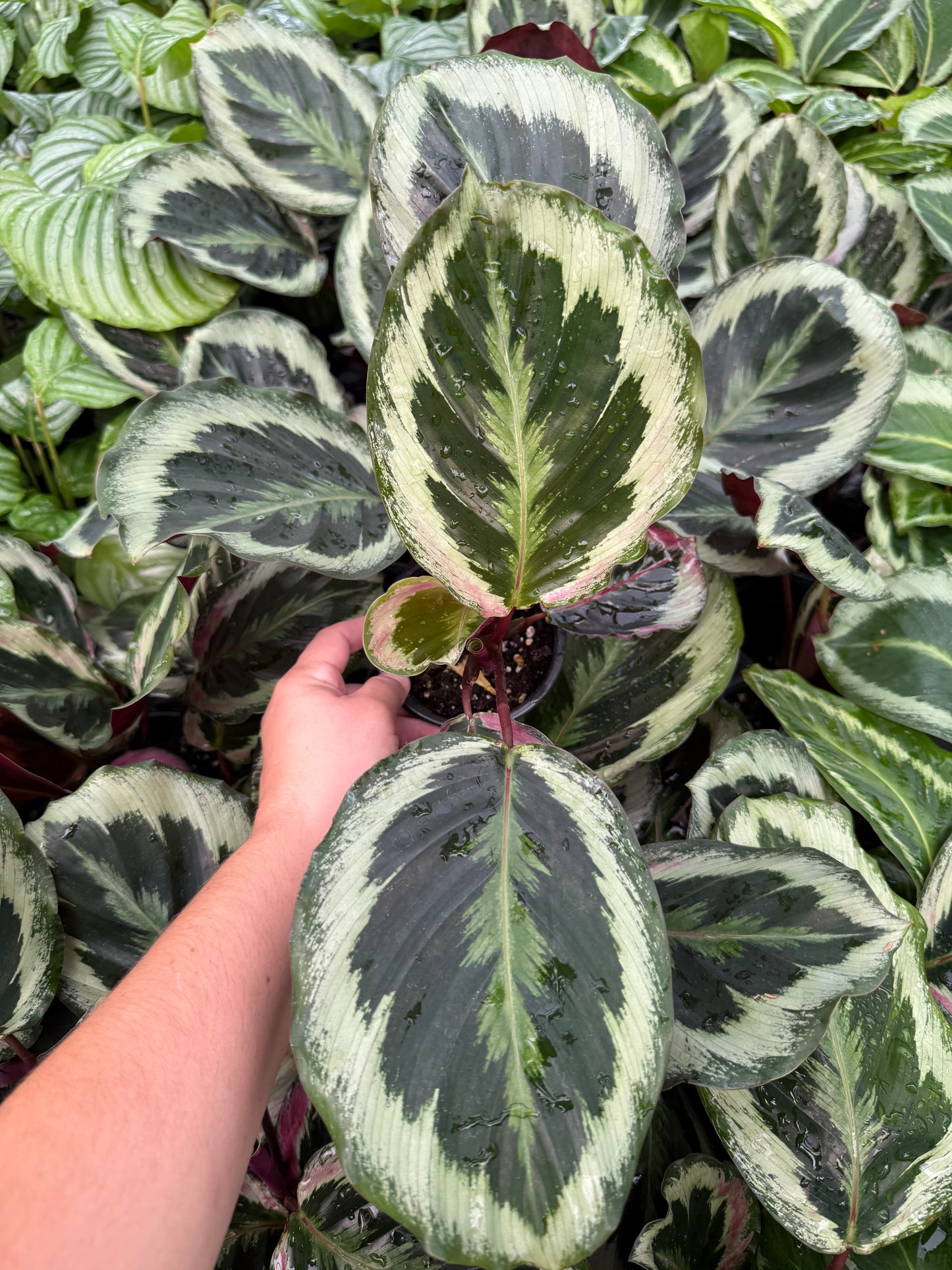 Calathea ‘Medallion