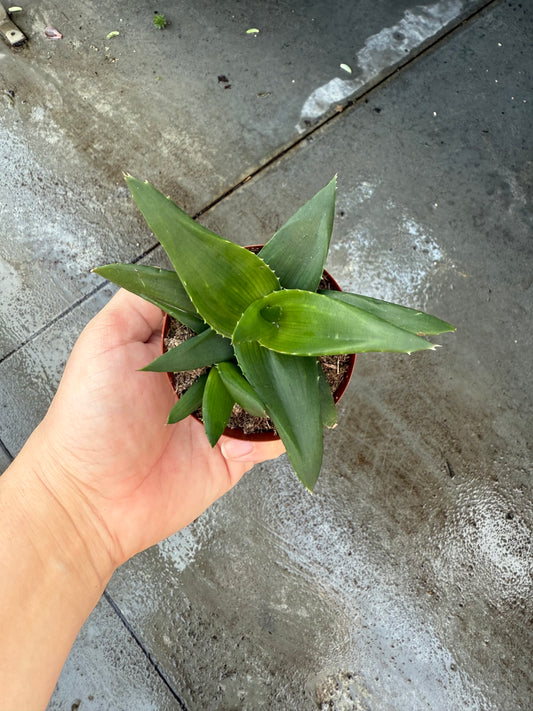 Haworthia ‘West Jogo’