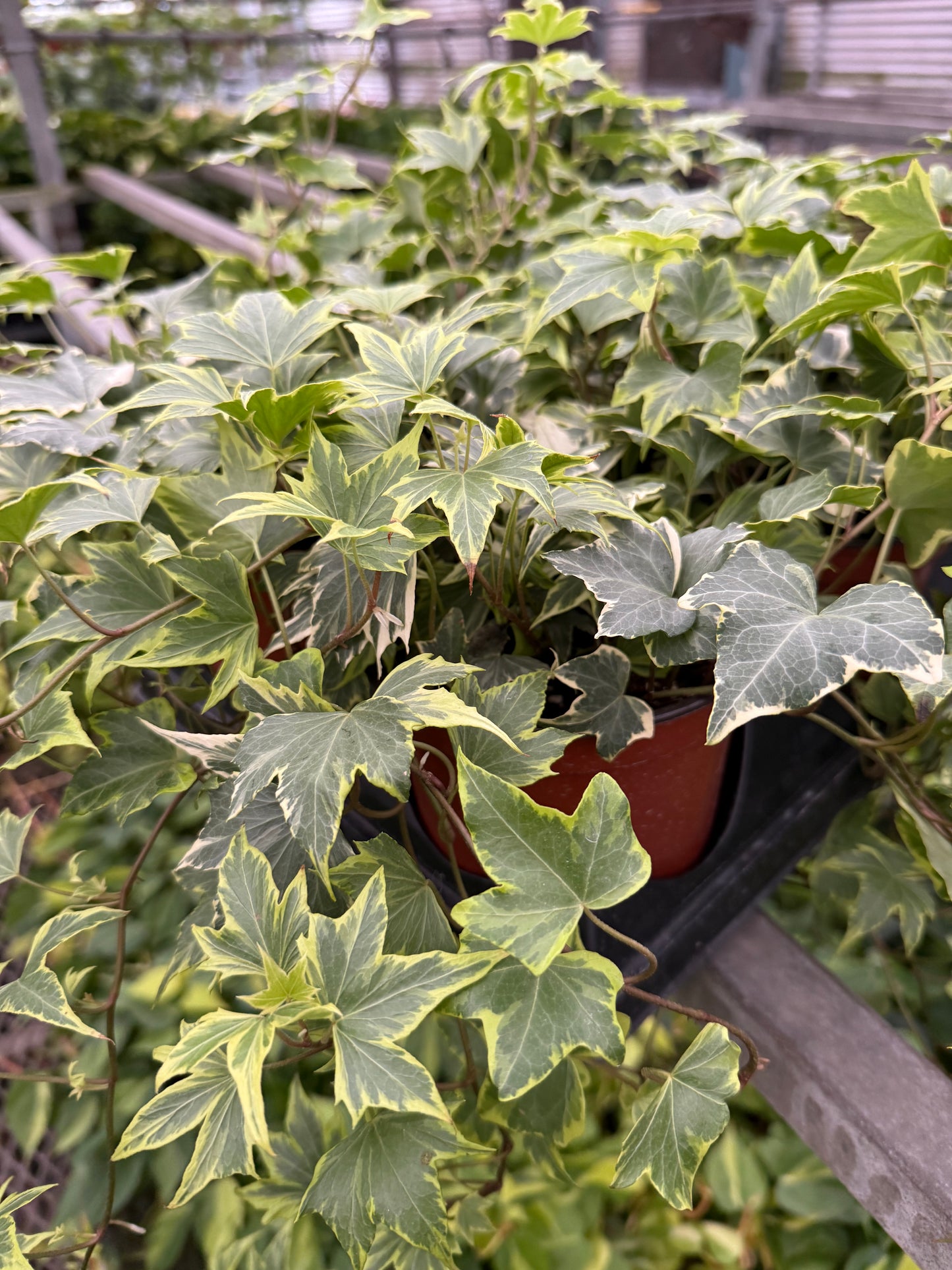 Hedera helix ´Marengo Ivy’