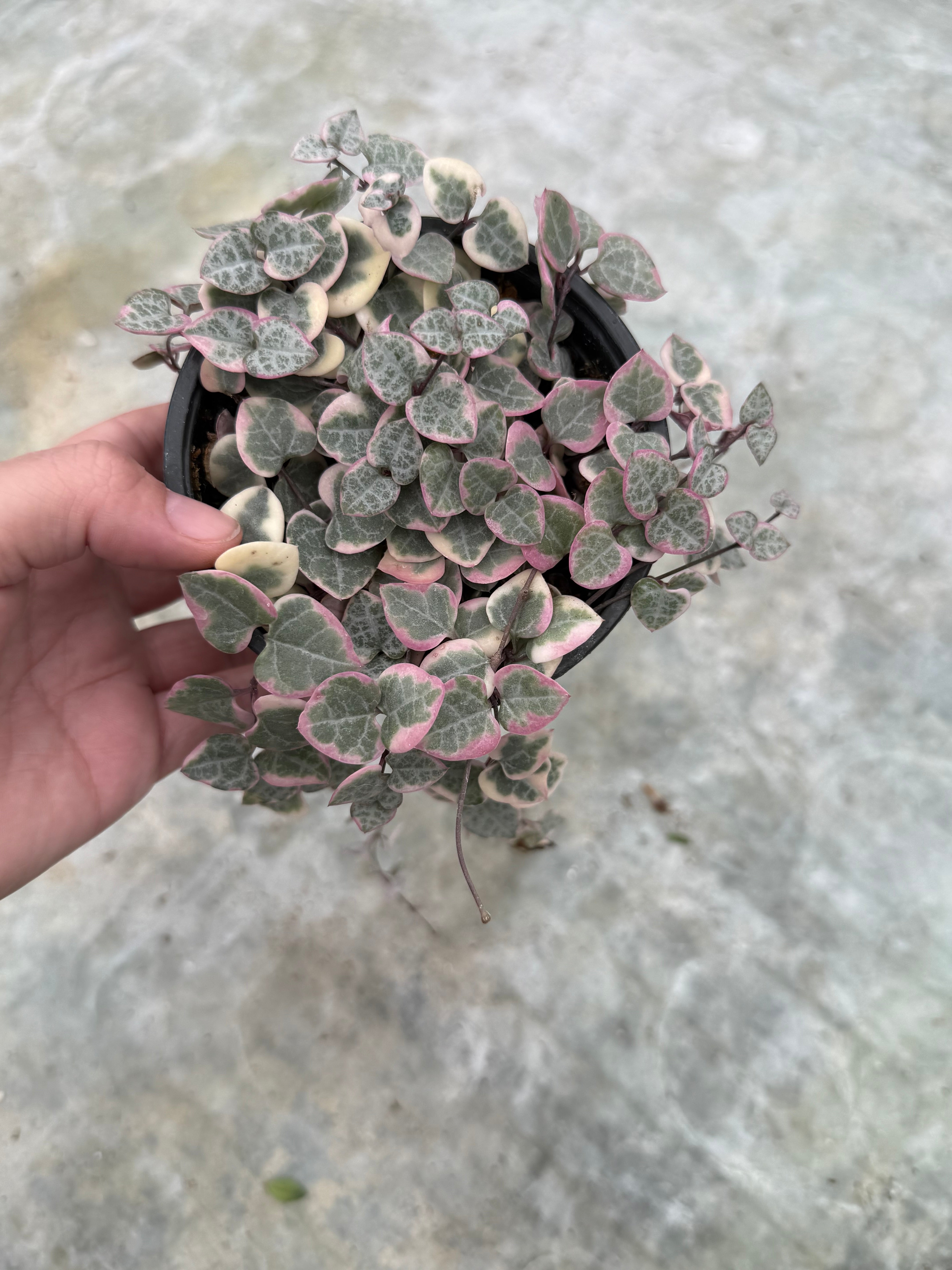 Ceropegia woodii 'Variegata' – La Folie Verte