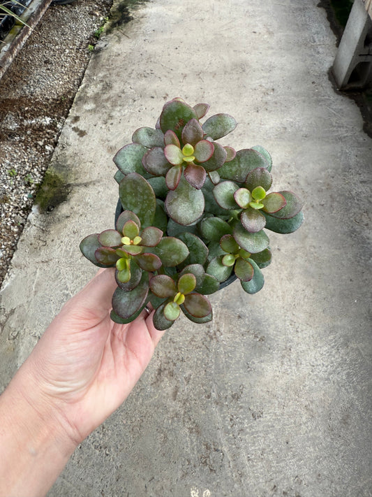 Crassula ovata ‘Hummel’s Sunset