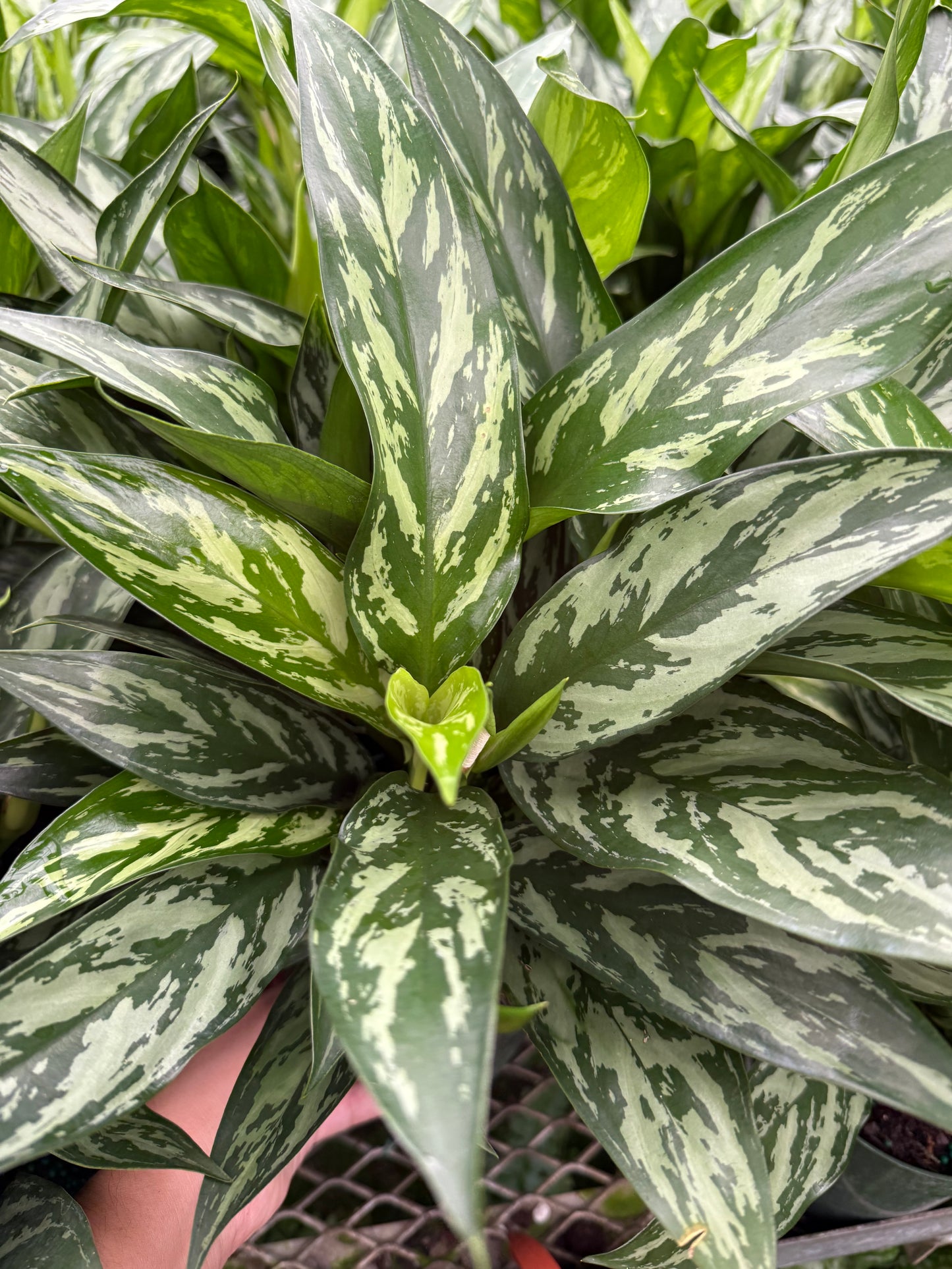 Aglaonema ‘Tigress’