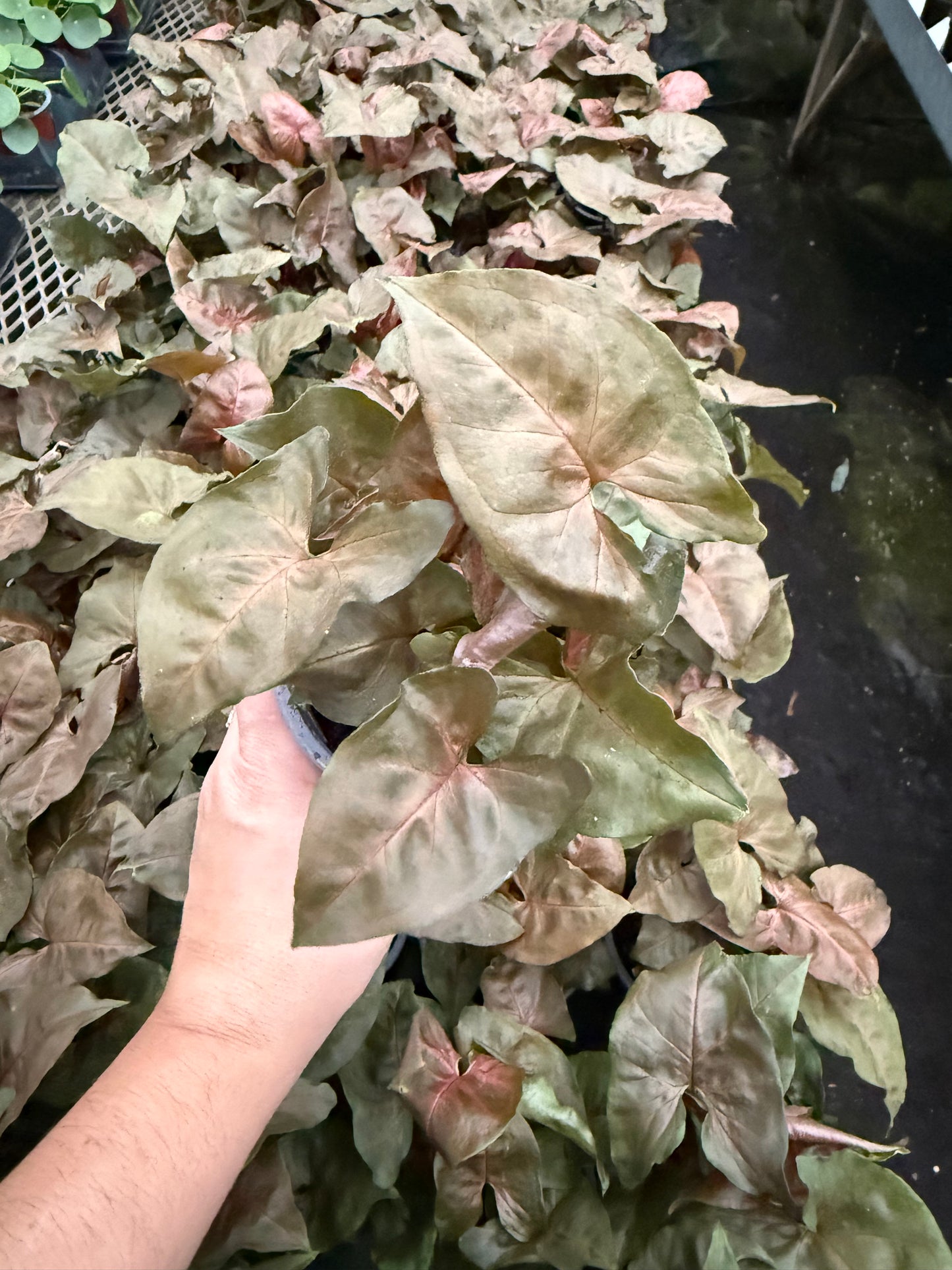 Nephthytis ‘Merry Maria’