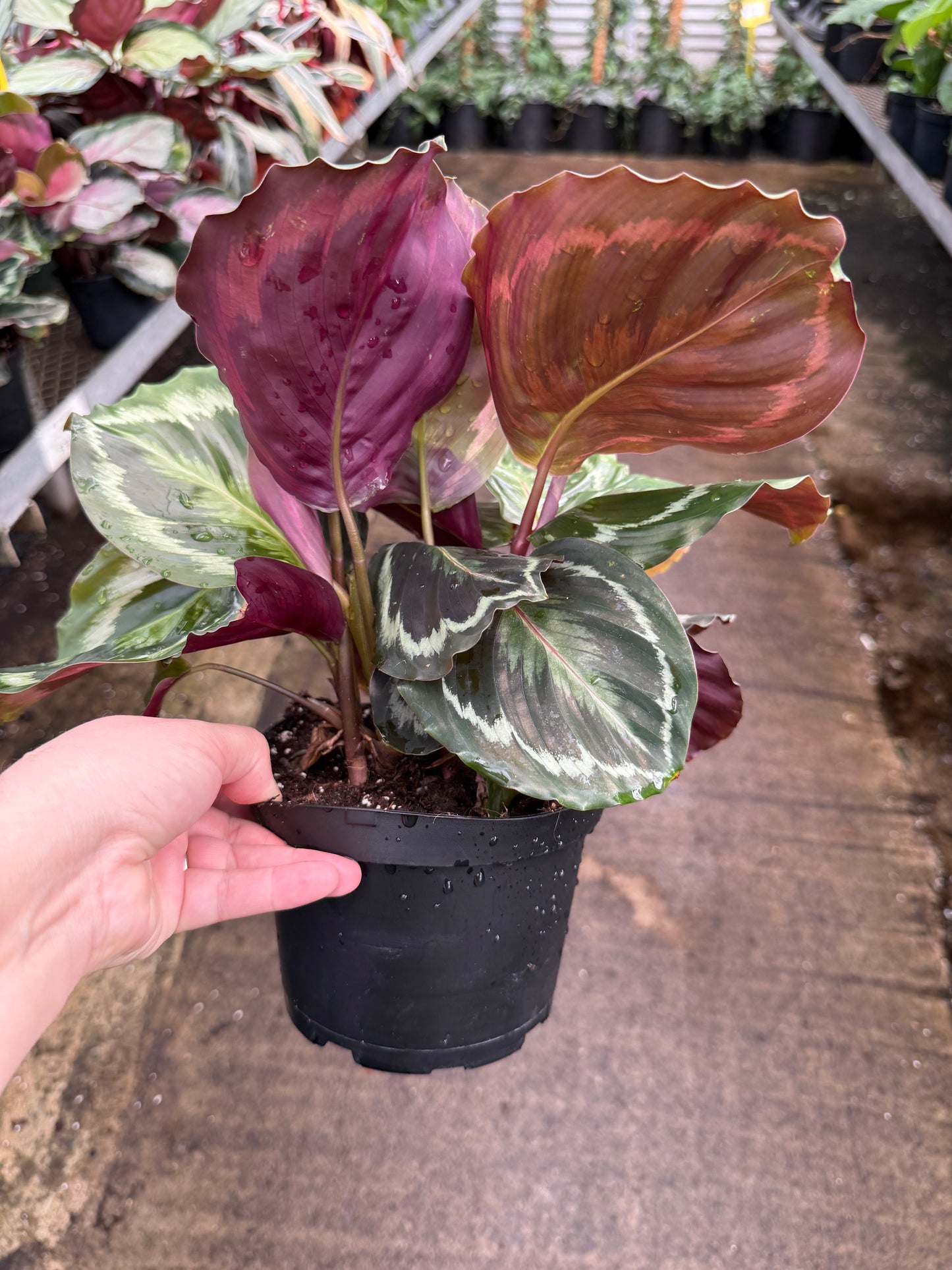 Calathea ‘Medallion