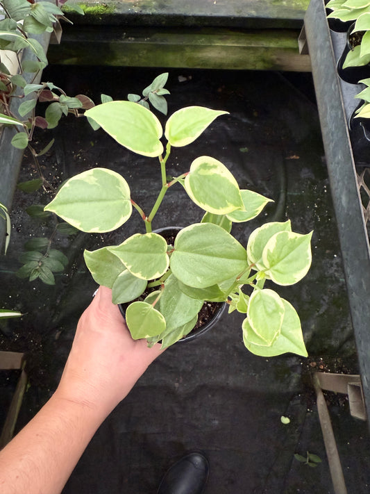 Peperomia scandens ‘Variegata’