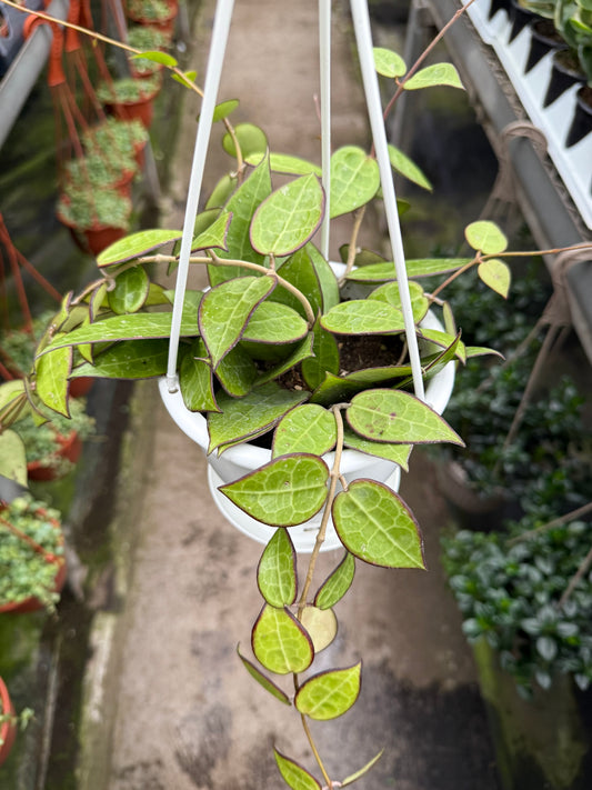 Hoya ‘Parasita Black Margin’
