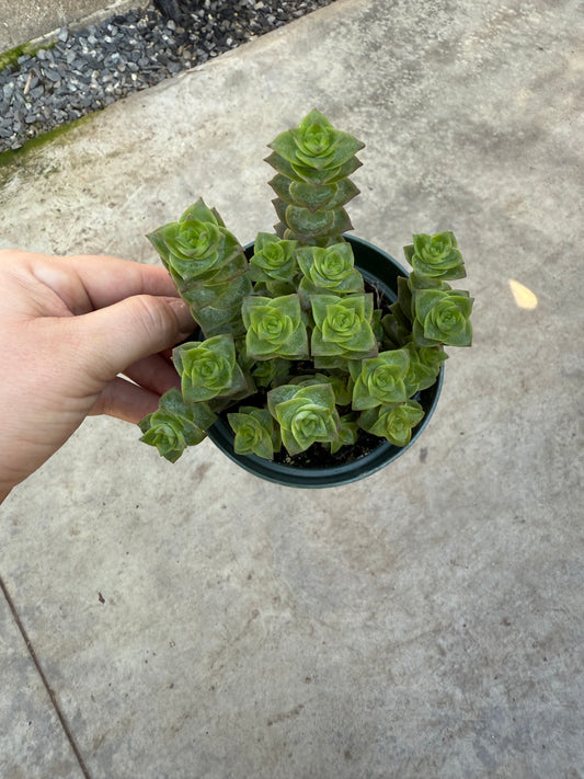 Crassula ‘String of Buttons’