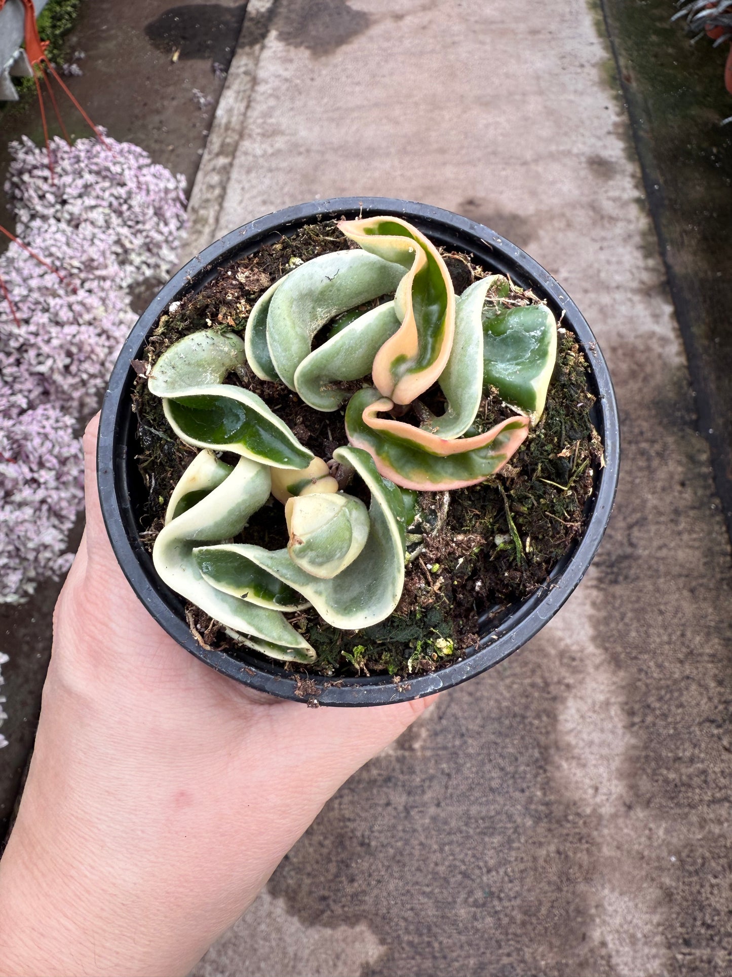 Hoya Rope Variegata