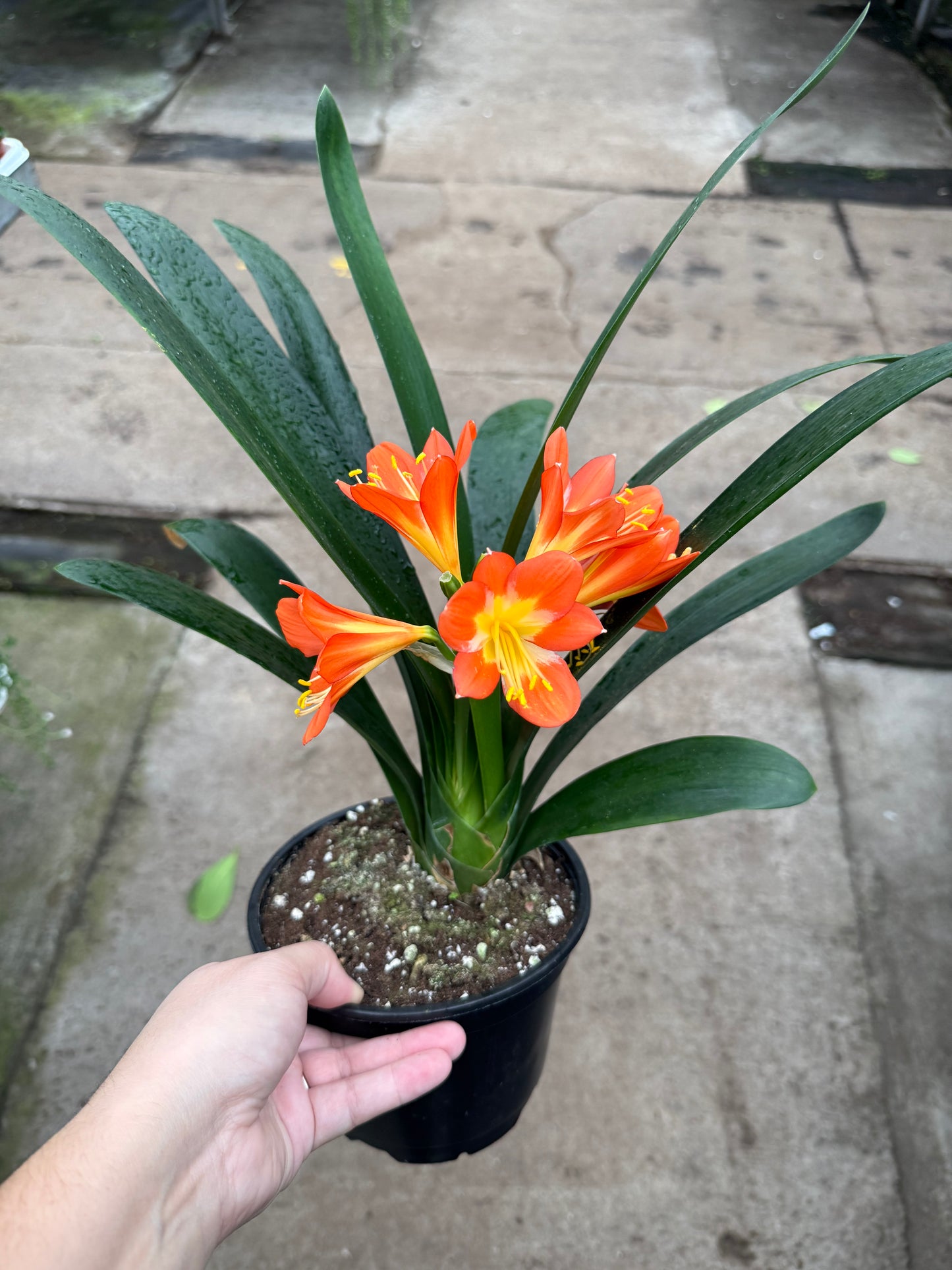 Clivia