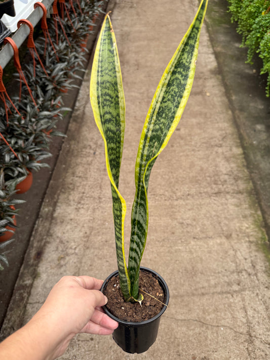 Sansevieria ‘Laurentii’