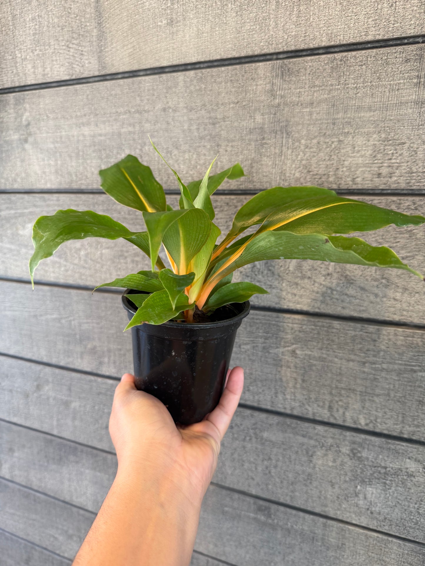 Chlorophytum Mandarin
