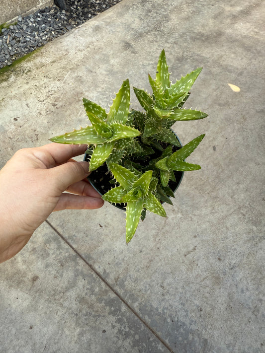 Aloe Juvenna