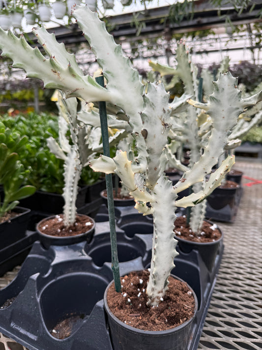 Euphorbia Ghost- White