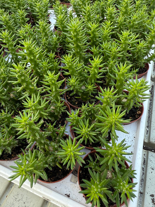 Austrocylindropuntia
subulata"Eve's pin"