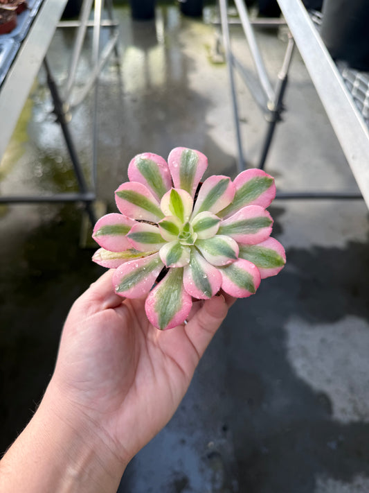 Aeonium ‘Wheels of Adoration’