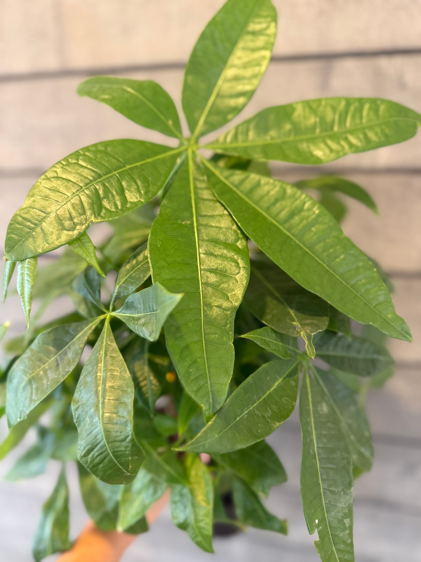 Pachira Aquatica-Money Tree Stump