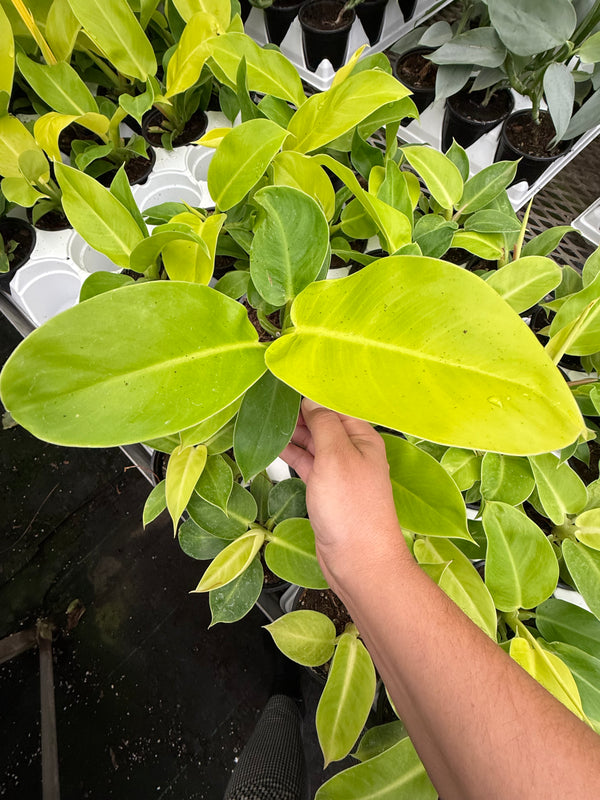 Philodendron ‘Moonlight’