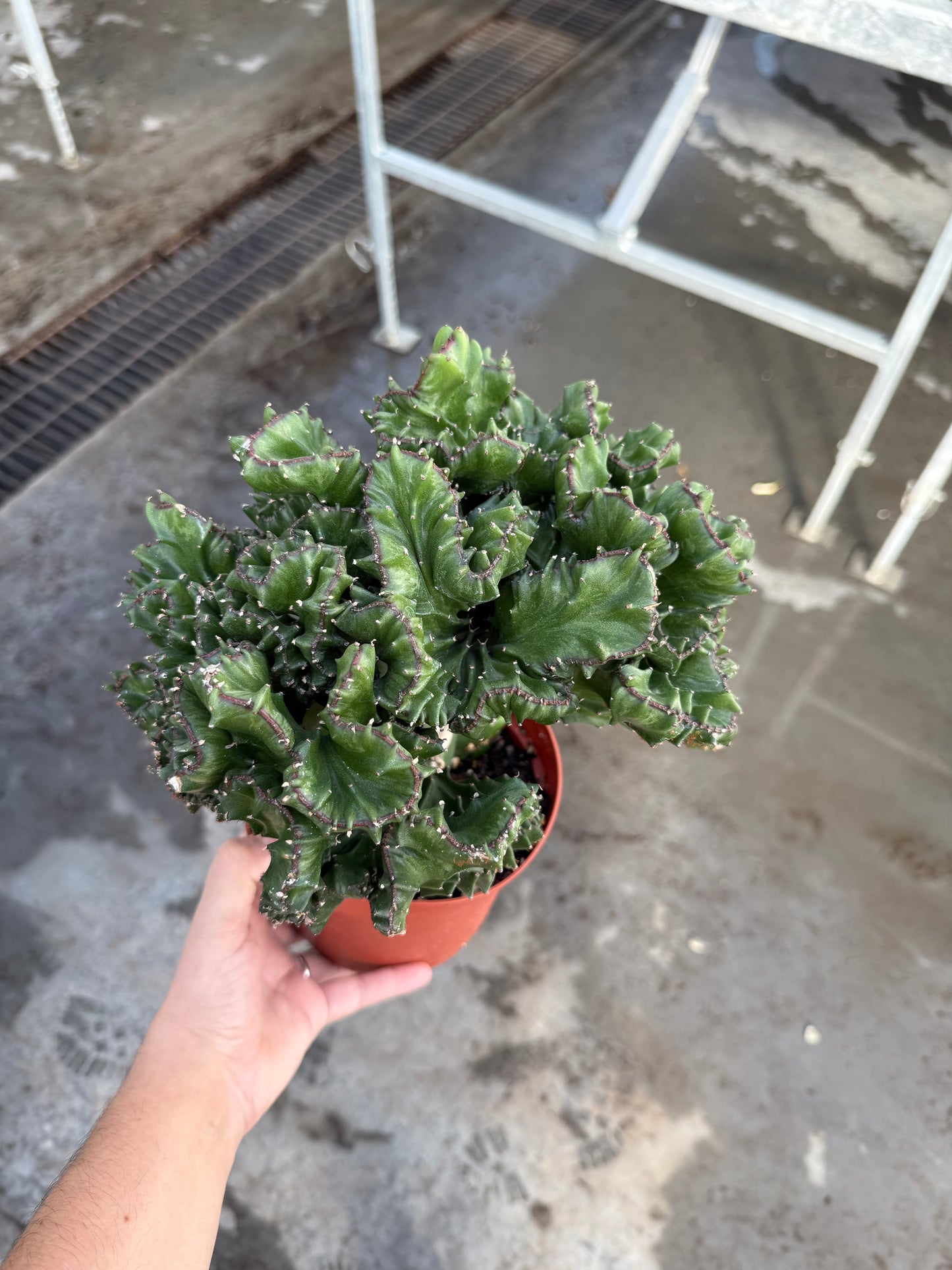 Cactus Coral Green